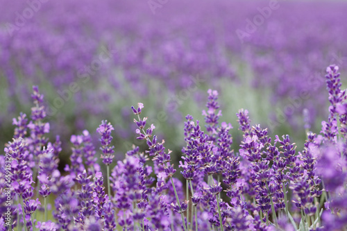 Lavender Field