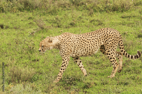 Cheetahs in Serengeti © Pedro H C Pinheiro