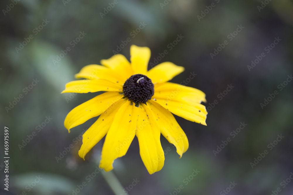 Yellow flower in Indiana forest Yellow flower in Indiana forest