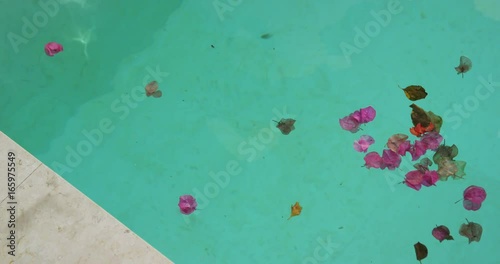 Close up, various flowers in pool