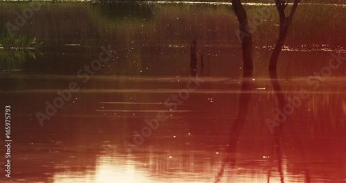 Light flickers off calm pond, scenic