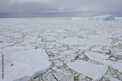 Crabeater seal (Lobodon carcinophagus) Pack Ice, Antarctic Sound, Antarctica photo