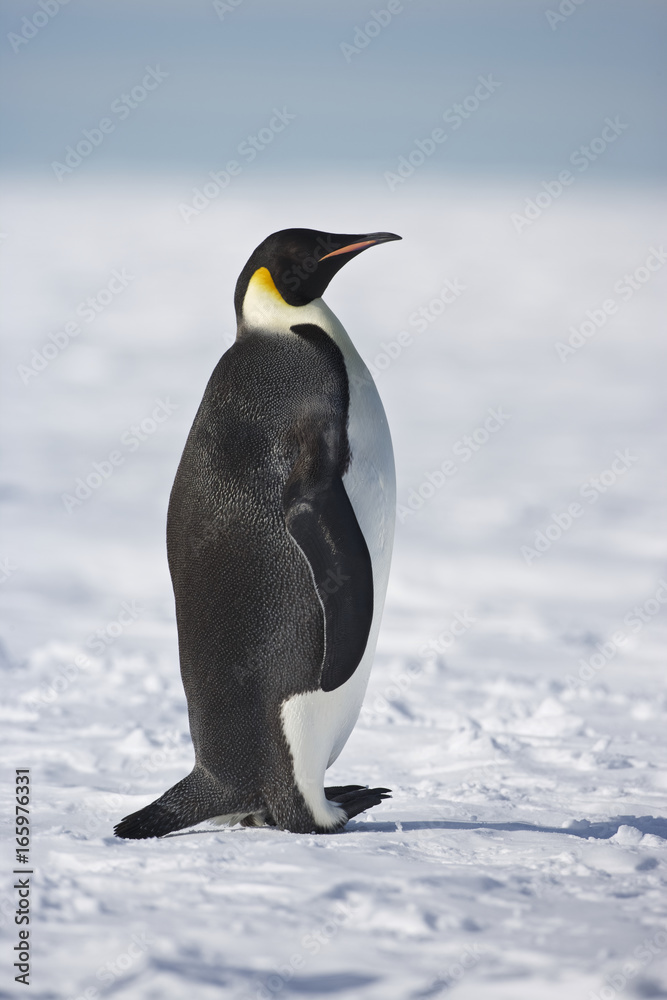 Fototapeta premium Emperor Penguin (Aptenodytes forsteri), Weddel Sea, Antarctica