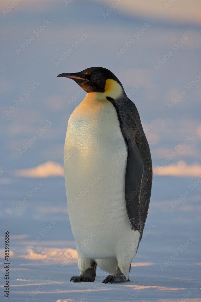 Emperor Penguin (Aptenodytes forsteri), Weddel Sea, Antarctica