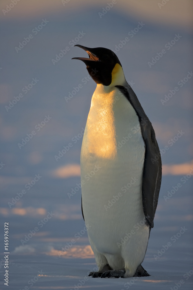 Obraz premium Emperor Penguin (Aptenodytes forsteri), Weddel Sea, Antarctica