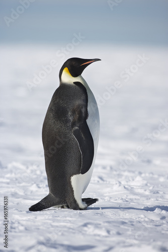 Emperor Penguin  Aptenodytes forsteri   Weddel Sea  Antarctica