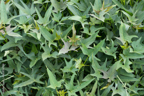 sweet potato plants background