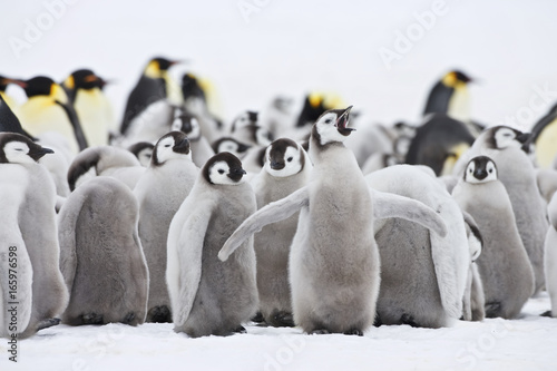 Emperor Penguin (Aptenodytes forsteri) chicks, colony at Snow Hill Island, Weddel Sea, Antarctica photo