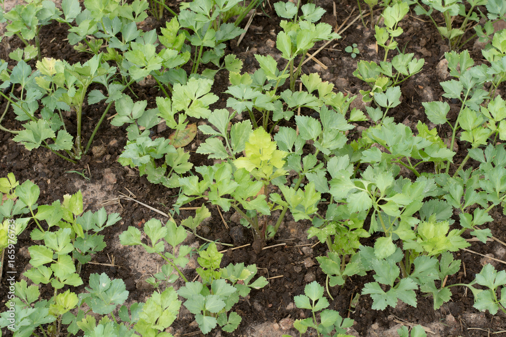 celery plantation in the vegetable garden celery plantation in the vegetable garden