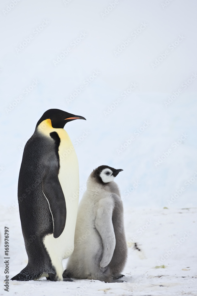 Fototapeta premium Emperor Penguin (Aptenodytes forsteri) with chick at Snow Hill Island, Weddel Sea, Antarctica