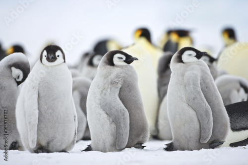 Emperor Penguin (Aptenodytes forsteri), chick at Snow Hill Island, Weddel Sea, Antarctica