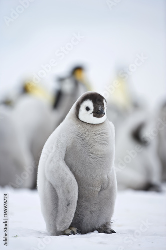 Emperor Penguin (Aptenodytes forsteri), chick at Snow Hill Island, Weddel Sea, Antarctica