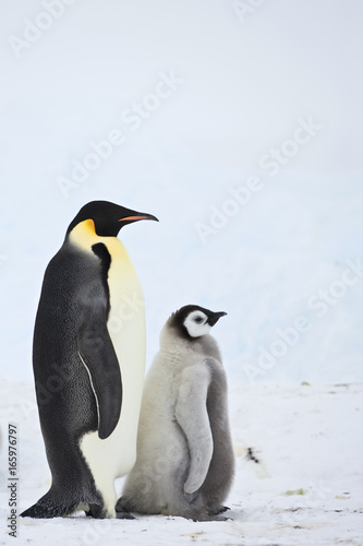 Emperor Penguin  Aptenodytes forsteri  with chick at Snow Hill Island  Weddel Sea  Antarctica