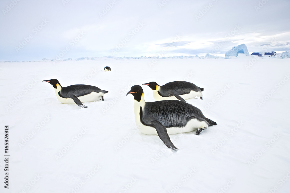 Fototapeta premium Emperor Penguin (Aptenodytes forsteri) toboganing, Snow Hill Island, Weddel Sea, Antarctica