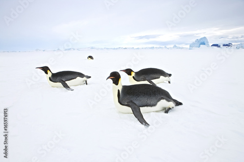 Emperor Penguin (Aptenodytes forsteri) toboganing, Snow Hill Island, Weddel Sea, Antarctica