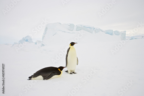 Emperor Penguin  Aptenodytes forsteri   adult toboganing at Snow Hill Island  Weddel Sea  Antarctica