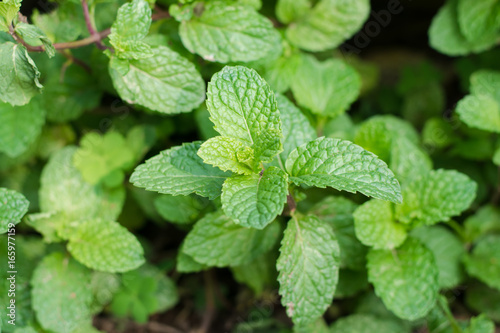 Green peppermint leaves background