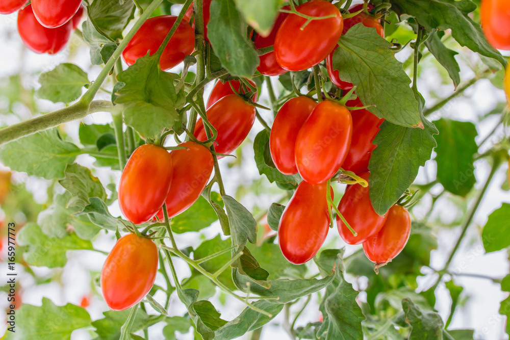 Ripe natural red tomatoes growing on a branch in a Organic farm.
