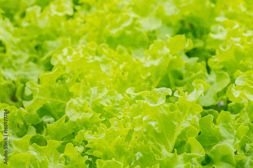 Texture background cultivation hydroponic green oak in a organic farm. Texture background cultivation hydroponic green oak in a organic farm.