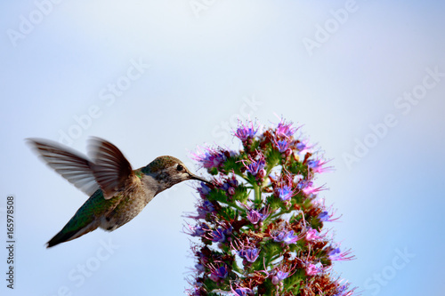 Cute Hummingbird