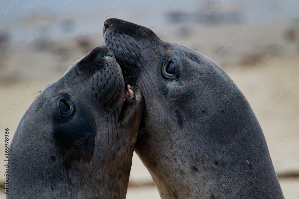 Fototapeta premium Sea Elephants Fighting