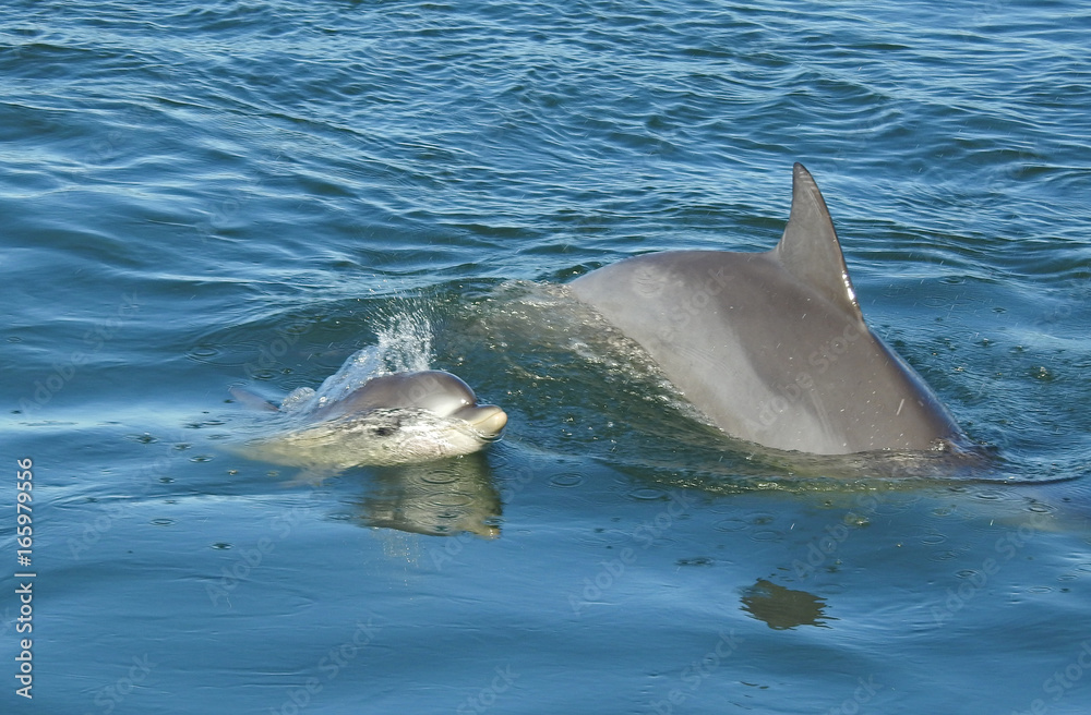 Fototapeta premium Dolphin with baby swimming along side mother, on the Australian east coast.