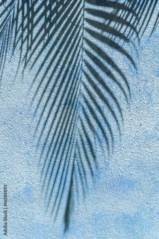 Fototapeta premium ombre de palmier sur mur bleu