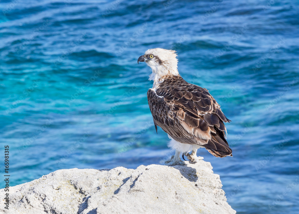 Fototapeta premium Eastern Osprey