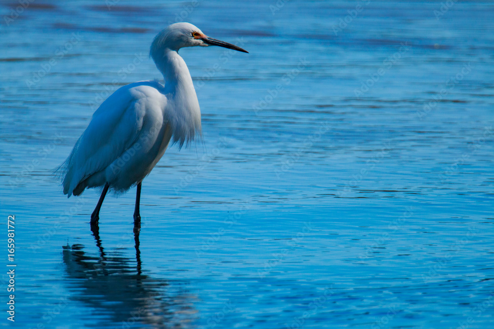 Great Snowy Egret Great Snowy Egret
