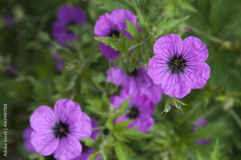 Fototapeta premium Geranium flowers