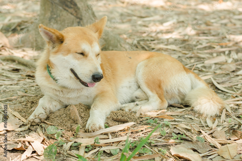 Dog relaxing under the tree and soil ground. Dog relaxing under the tree and soil ground.