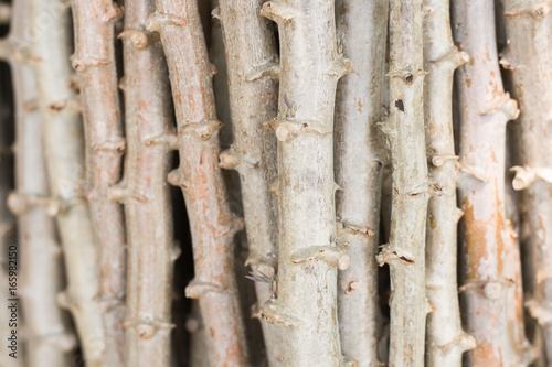 Close-up cassava tree background