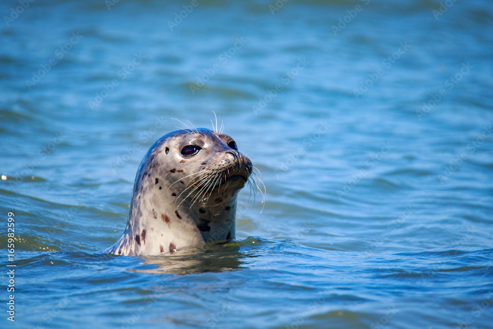 Obraz premium Harbor Seals at California Coastal Line