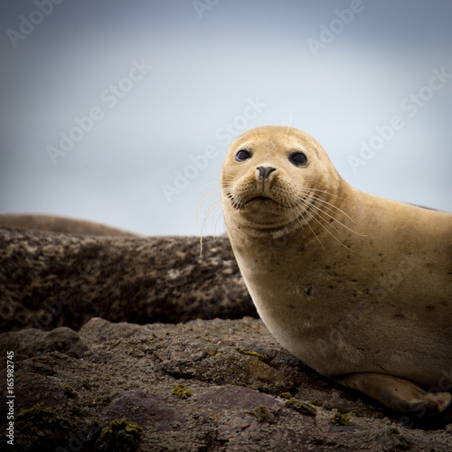 Harbor Seals at California Coastal Line
