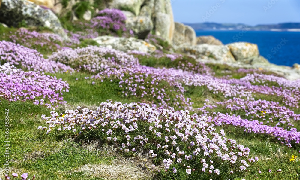 Obraz premium A carpet of Thrift or Sea Pink (Armeria maritima) on Gugh, Isles of Scilly, Cornwall, England, UK.