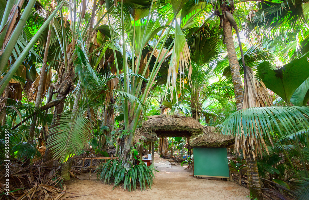 Naklejka premium Las palmowy Vallee De Mai (dolina May), wyspa Praslin, Seszele