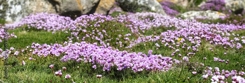 A carpet of Thrift or Sea Pink (Armeria maritima) on Gugh, Isles of Scilly, Cornwall, England, UK.