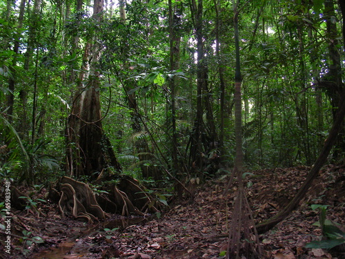 Military hidden in rainforest  French Guyana.