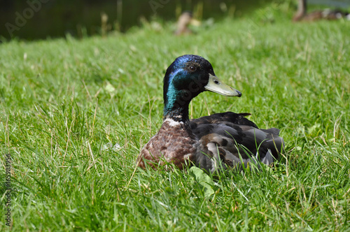 A duck sitting on the green grass © savanno