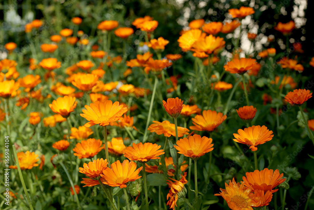 Calendula flowers in garden. Garden flower herbs blooming in summer.