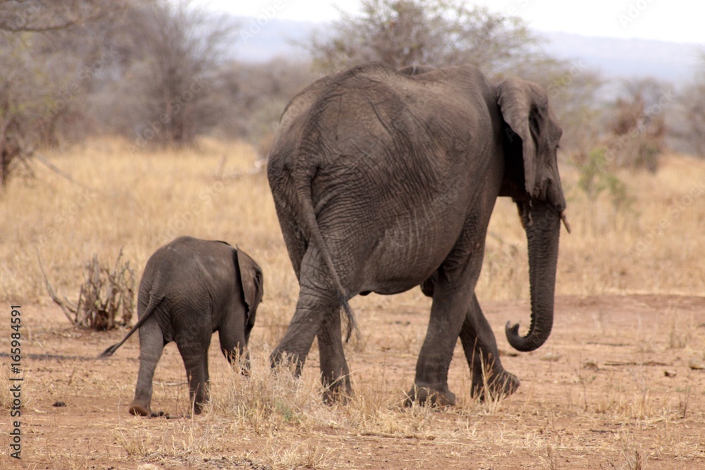 Elephant et son petit