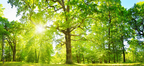 Dekoracja na wymiar  old-oak-tree-foliage-in-morning-light-with-sunlight