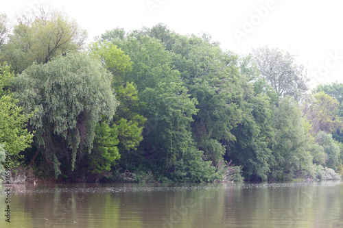 Spring green trees near Danube river shore. Landscape, coastline, wild nature.