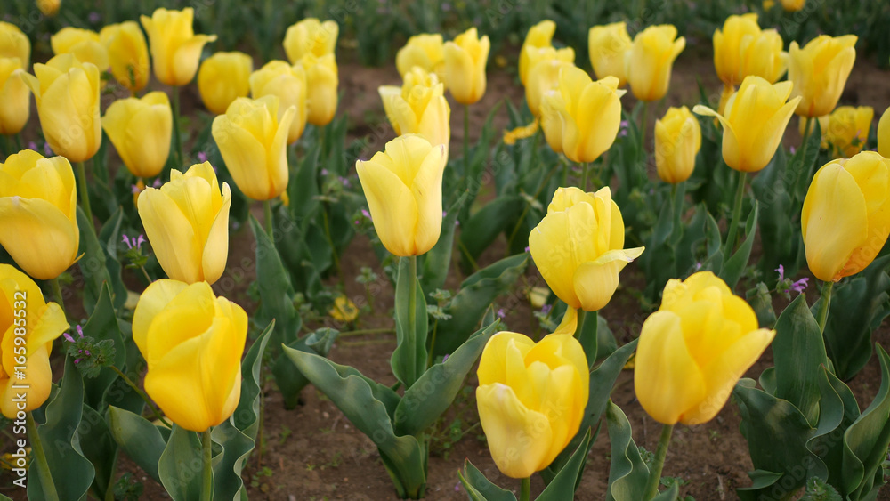 Obraz premium Tulip flower in field