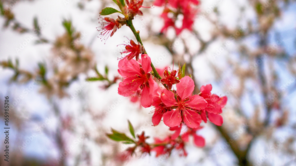Beautiful cherry blossom red sakura in spring time in the park Beautiful cherry blossom red sakura in spring time in the park