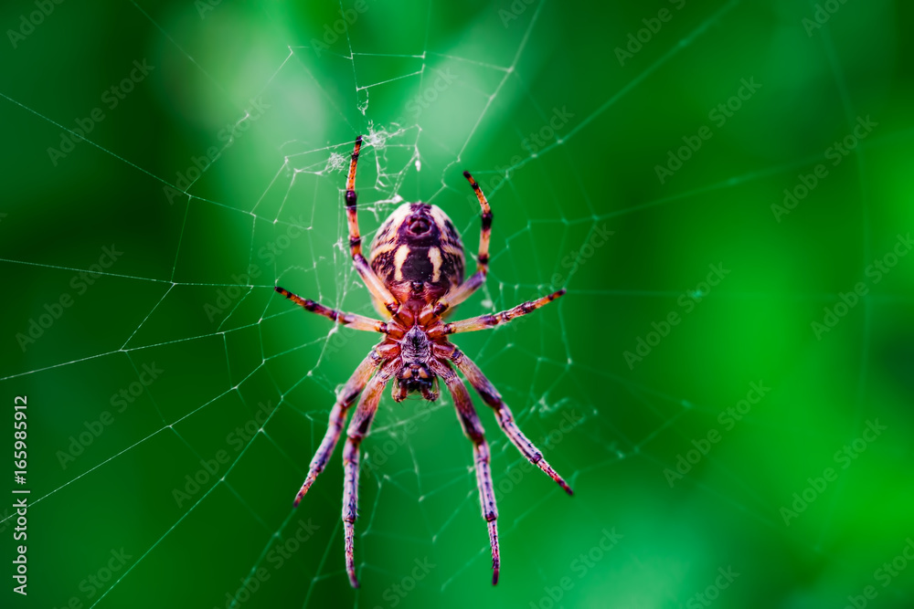 Spider in the web macro on green background, summer landscape Spider in the web macro on green background, summer landscape