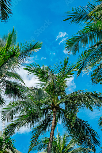 Coconut tree with clear blue sky