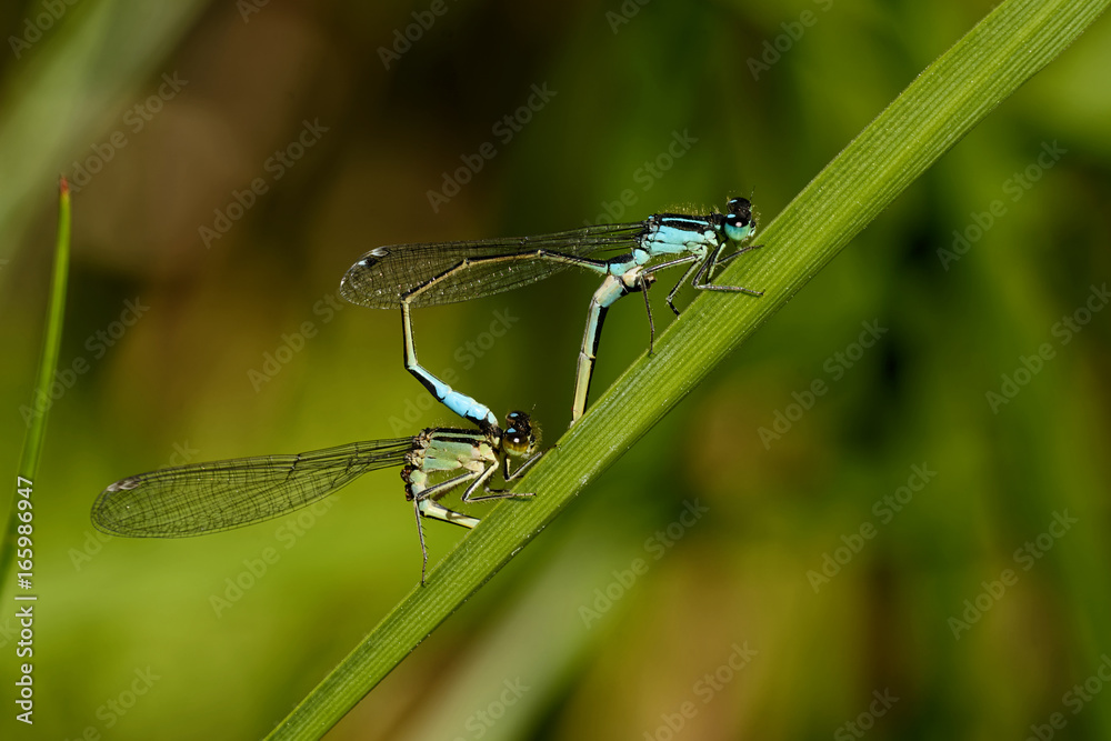 pechlibelle pechlibelle
