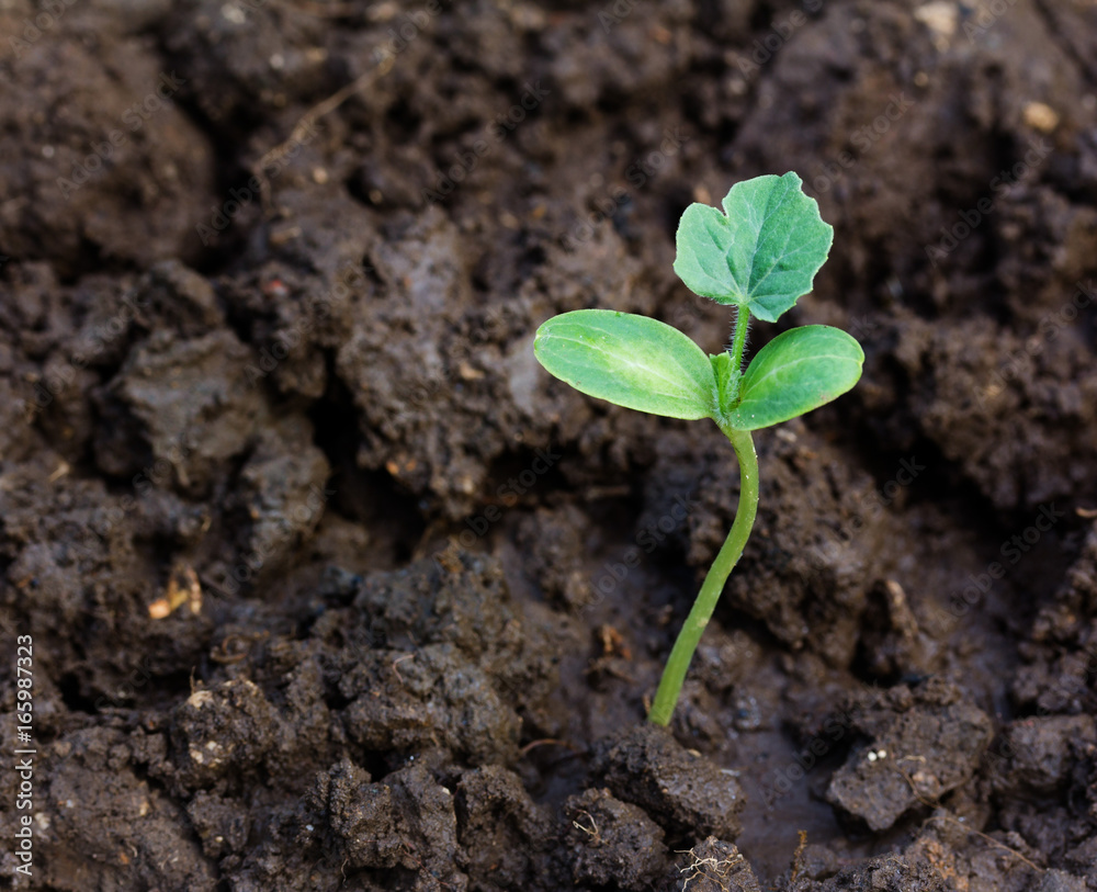 Green sprout growing from the soil top view Green sprout growing from the soil top view