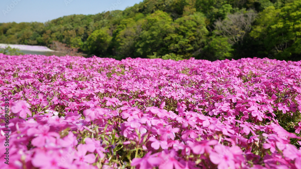 Pink moss field (shibazakura) at Chiba, Japan